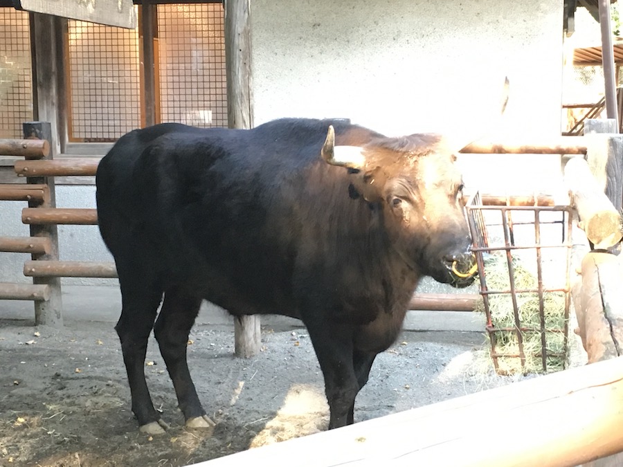 ueno-zoo
